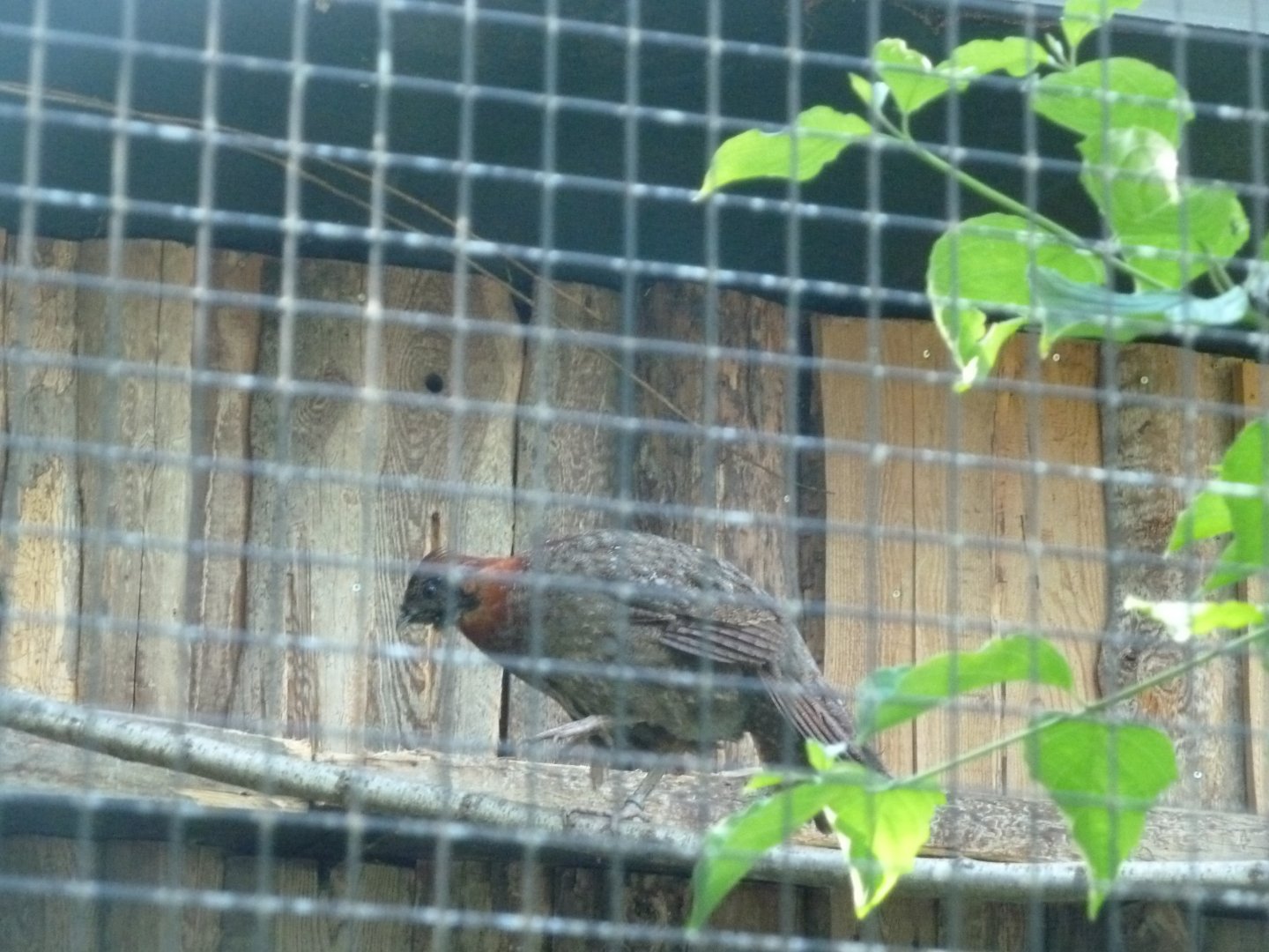 Satyr tragopan - Tragopan satyra