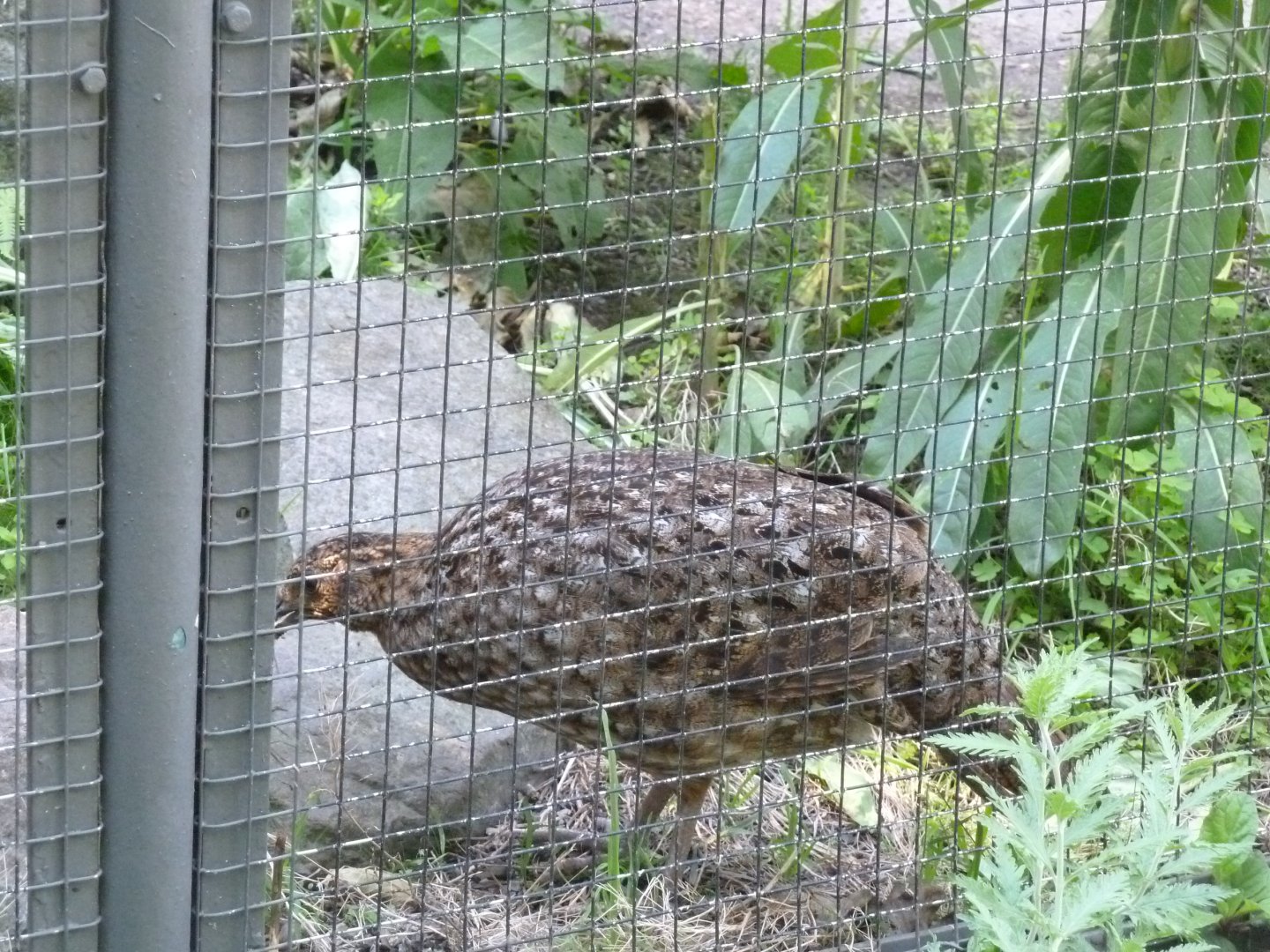 Satyr tragopan - Tragopan satyra