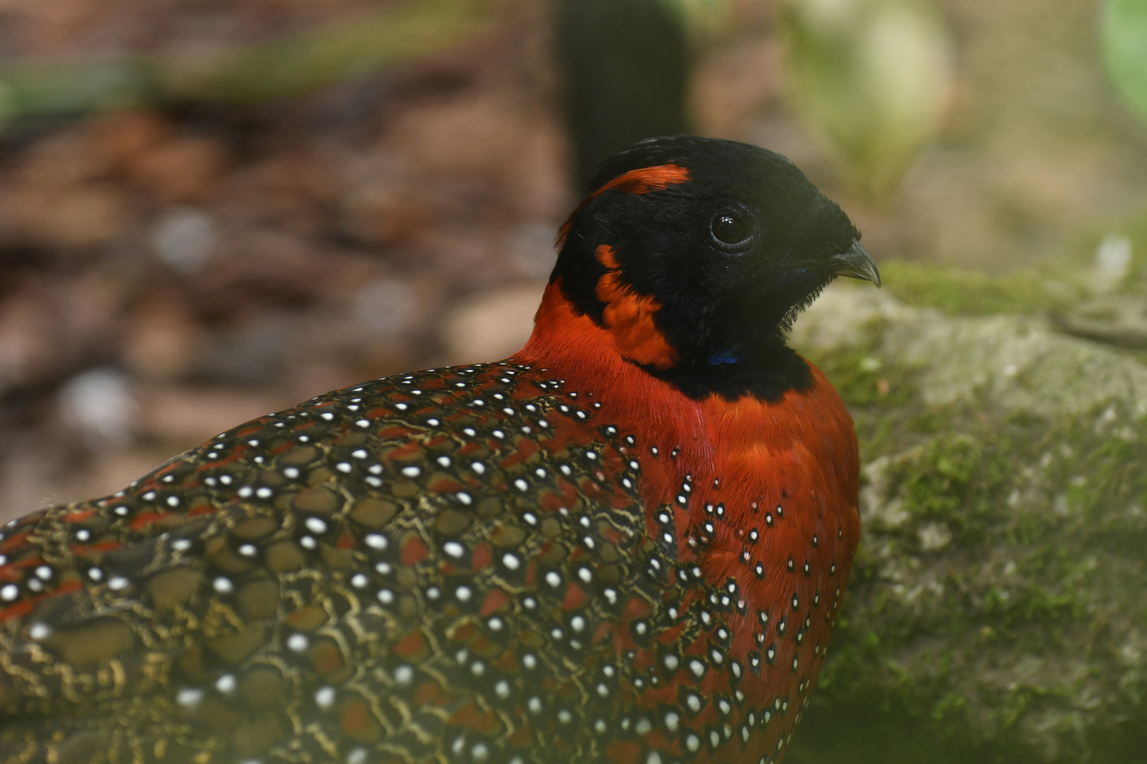 Satyr Tragopan Tragopan satyra