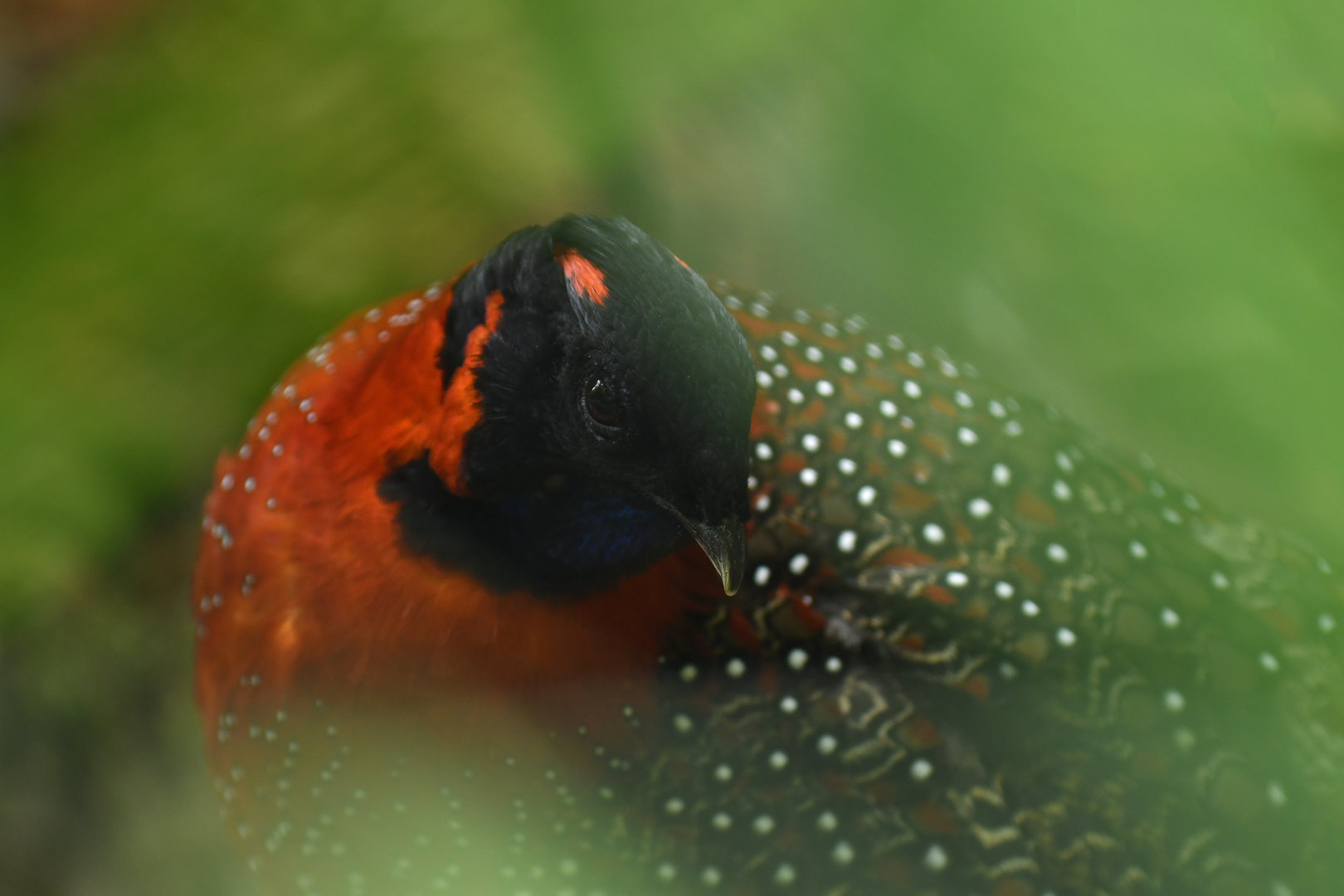 Satyr Tragopan Tragopan satyra