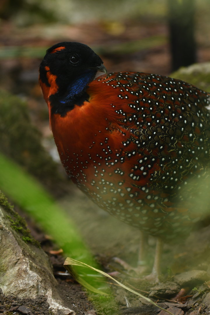 Satyr Tragopan Tragopan satyra