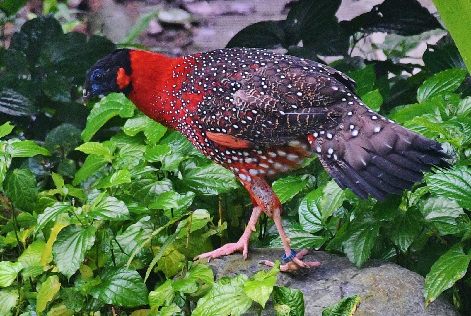 Satyr Tragopan (Tragopan satyra)