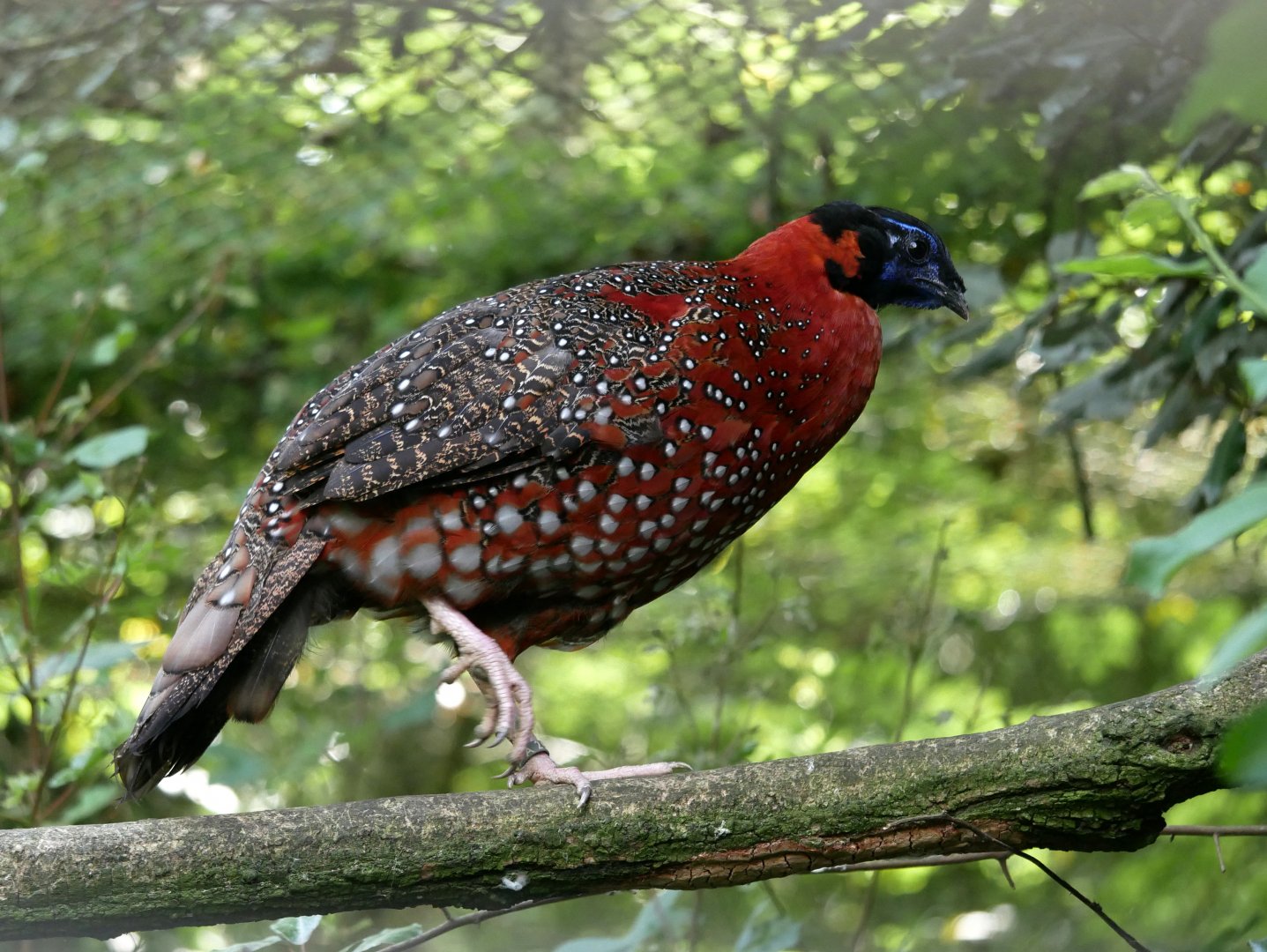 Satyr tragopan (Tragopan satyra)