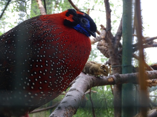 Satyr tragopan (Tragopan satyra)