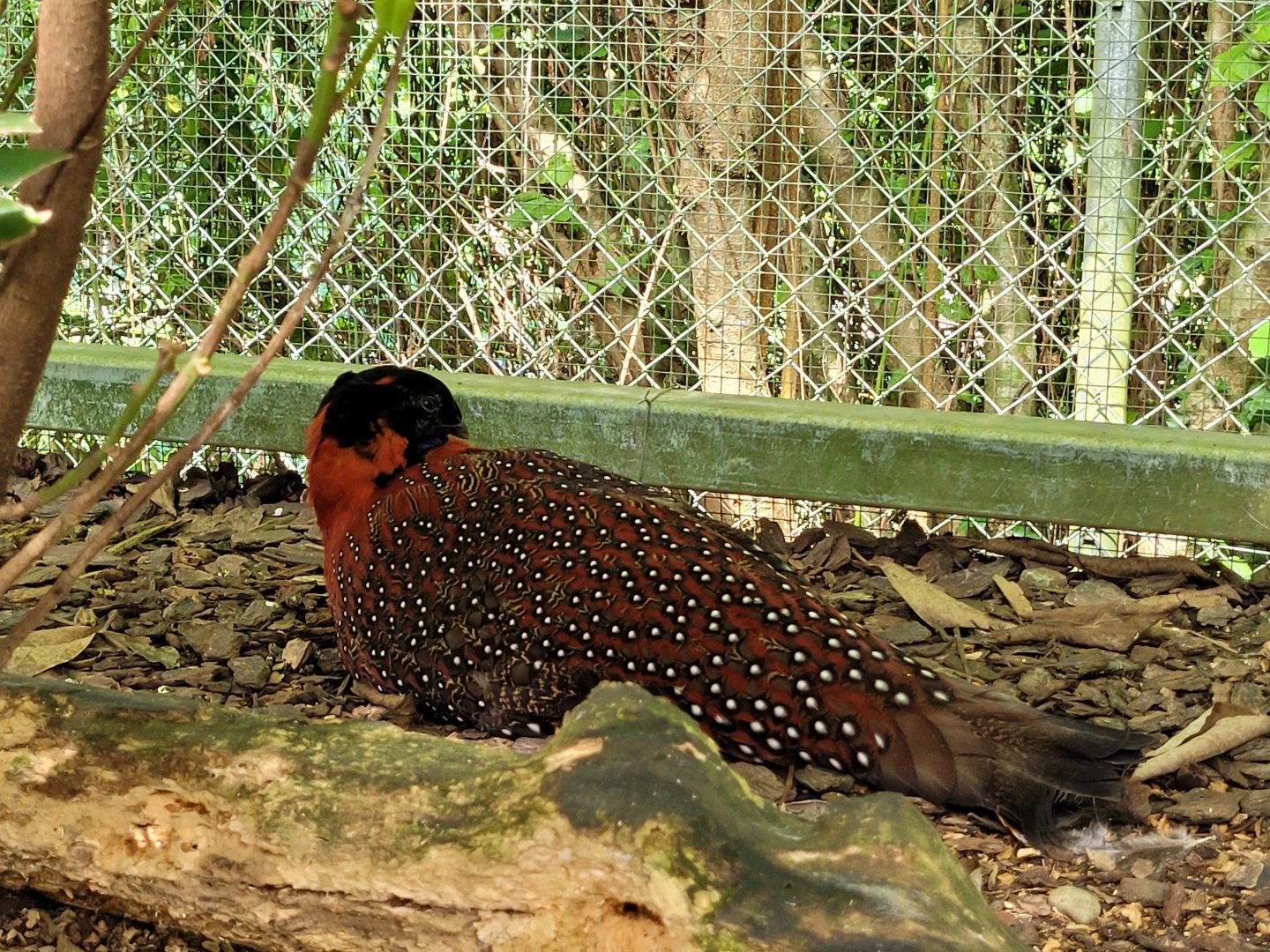 Satyr tragopan -Zoo d'Asson (2022)