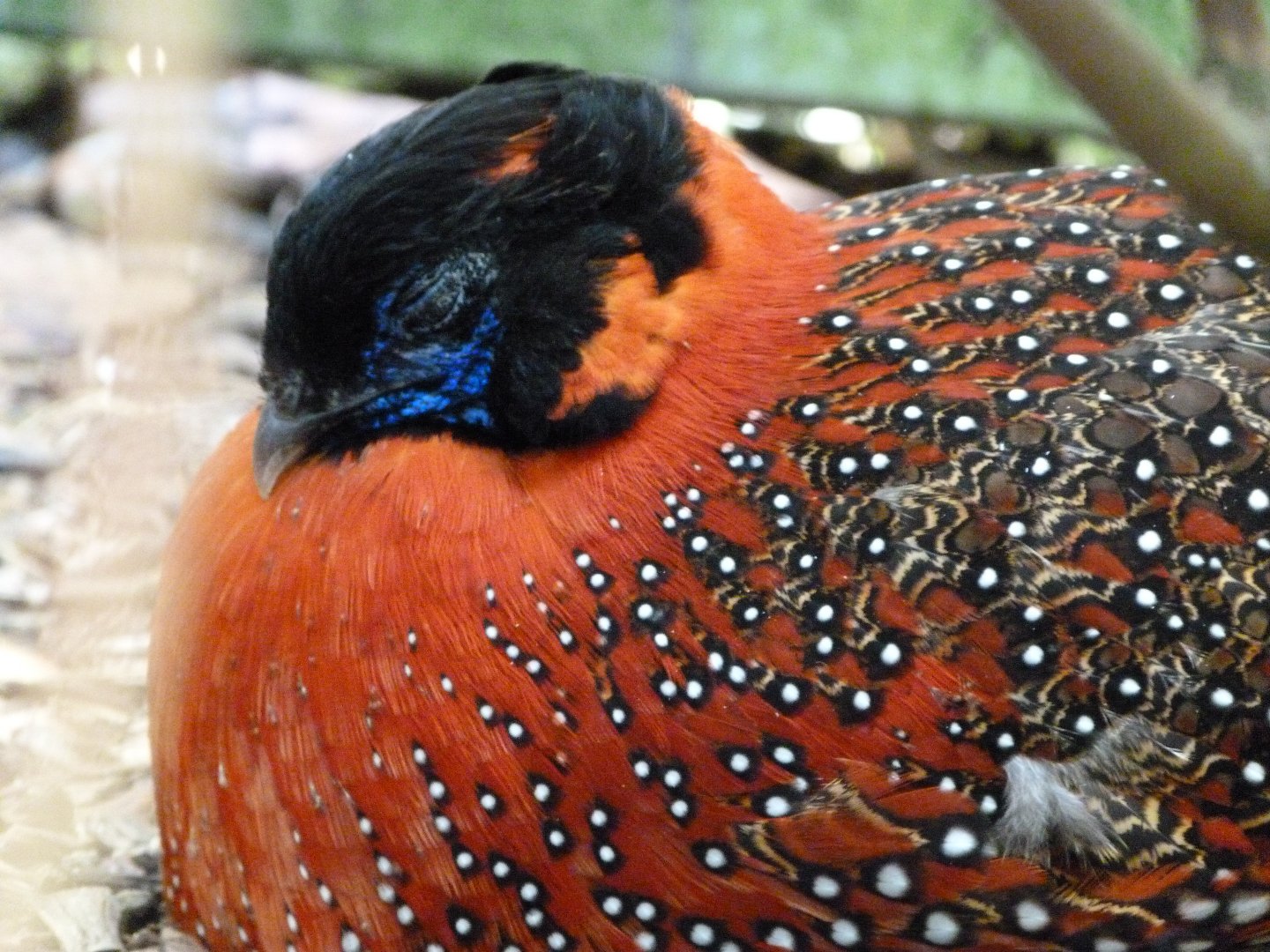 Satyr tragopan -Zoo d'Asson (2025)