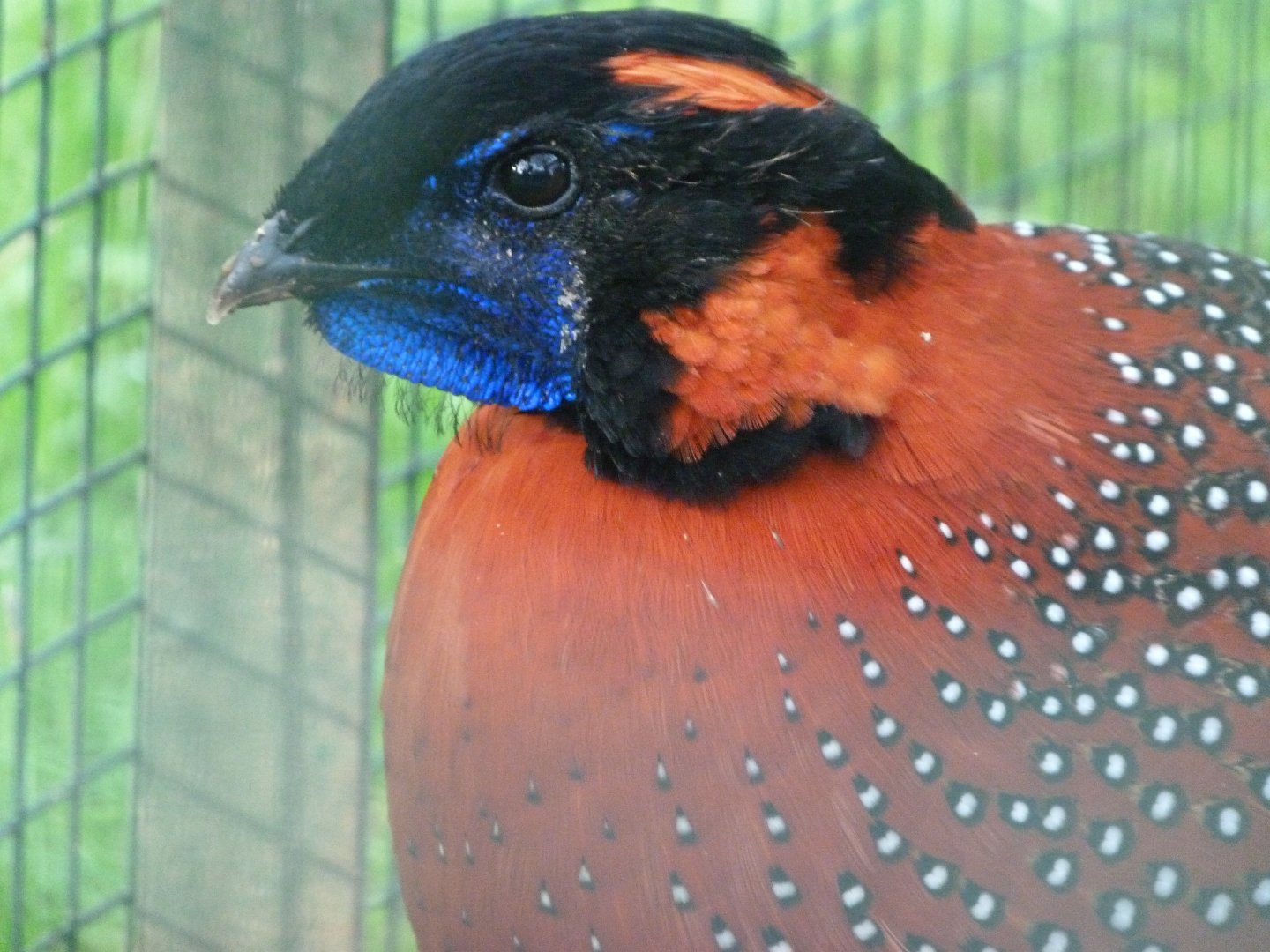 Satyr tragopan -Zoo de Santillana del Mar (2024)