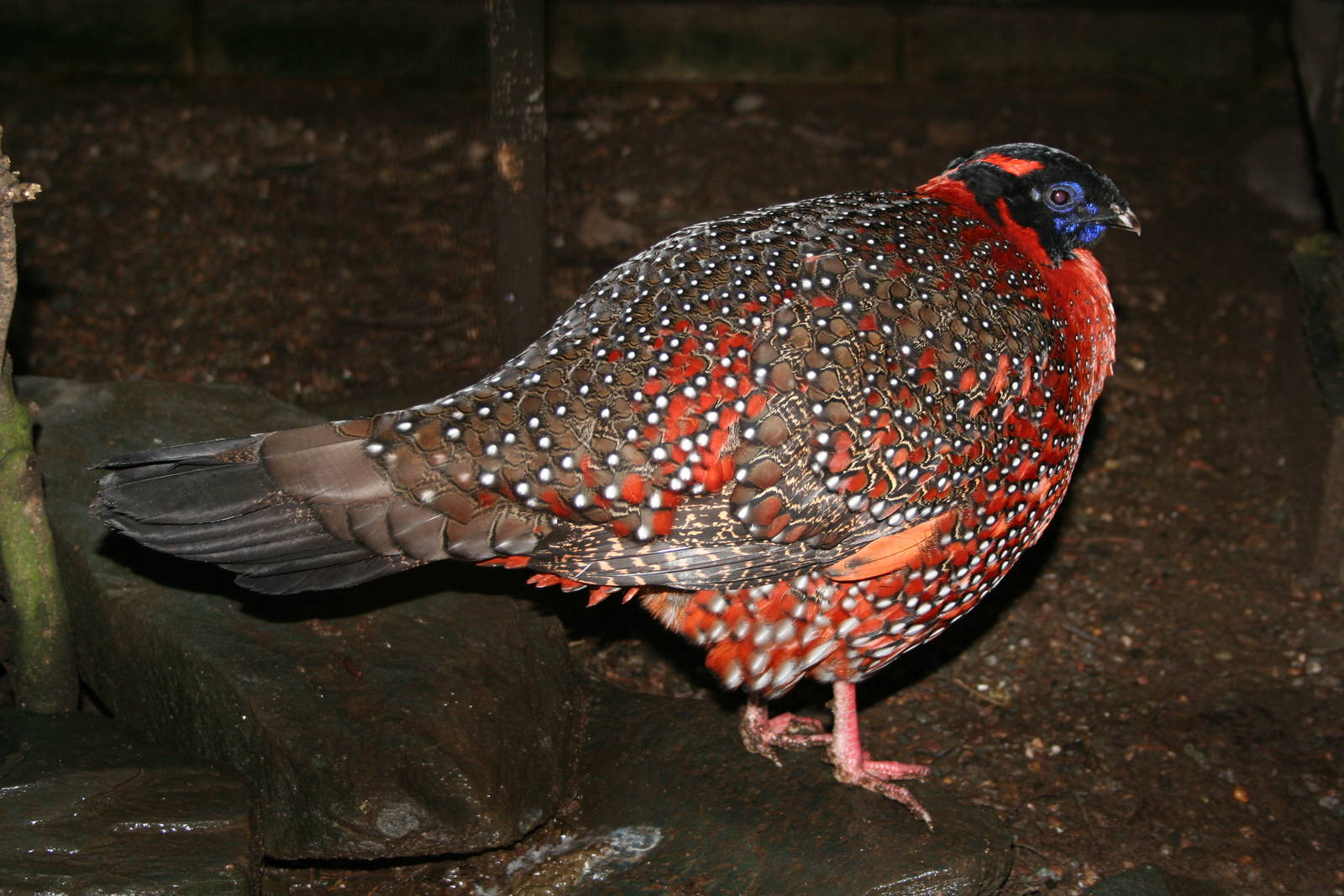 Satyr tragopan
