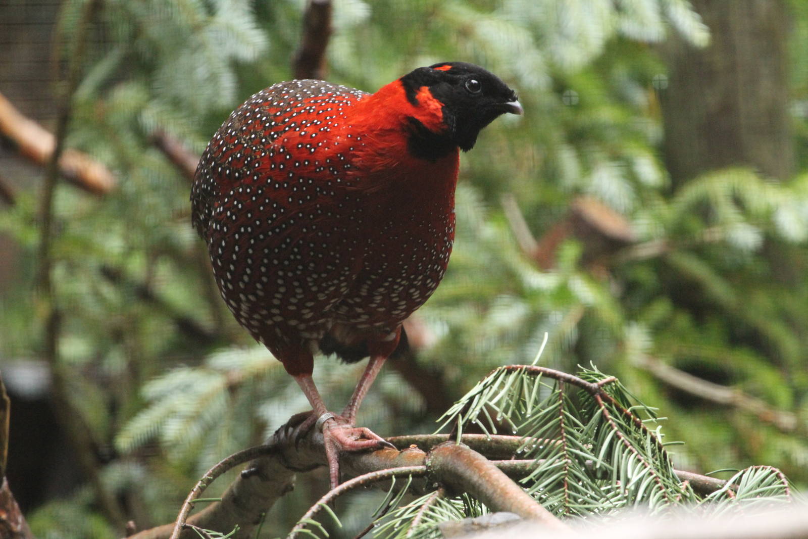 Satyr Tragopan