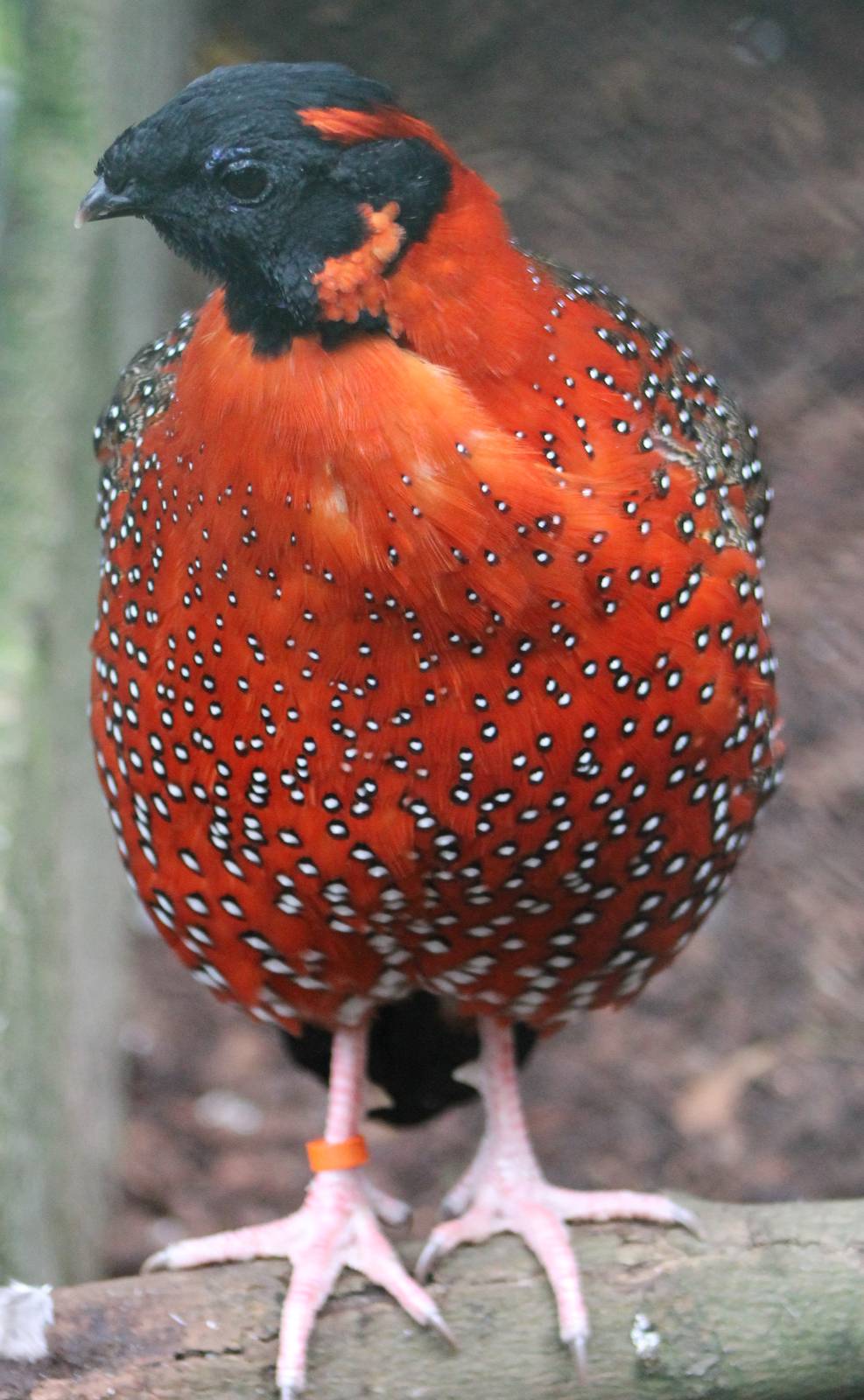 Satyr tragopan