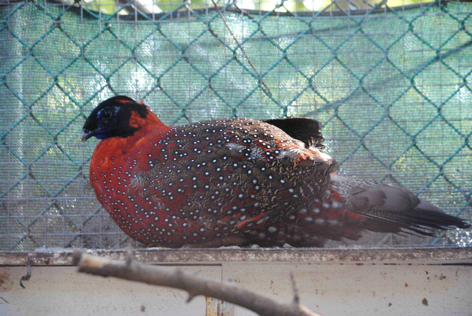 Satyr Tragopan