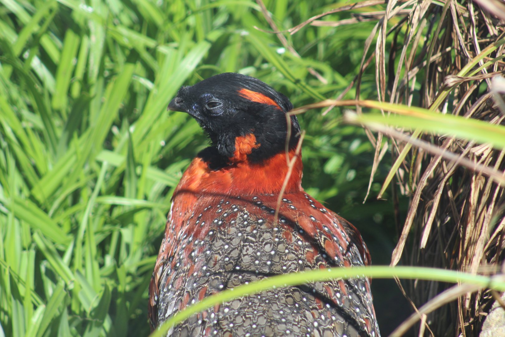 Satyr Tragopan