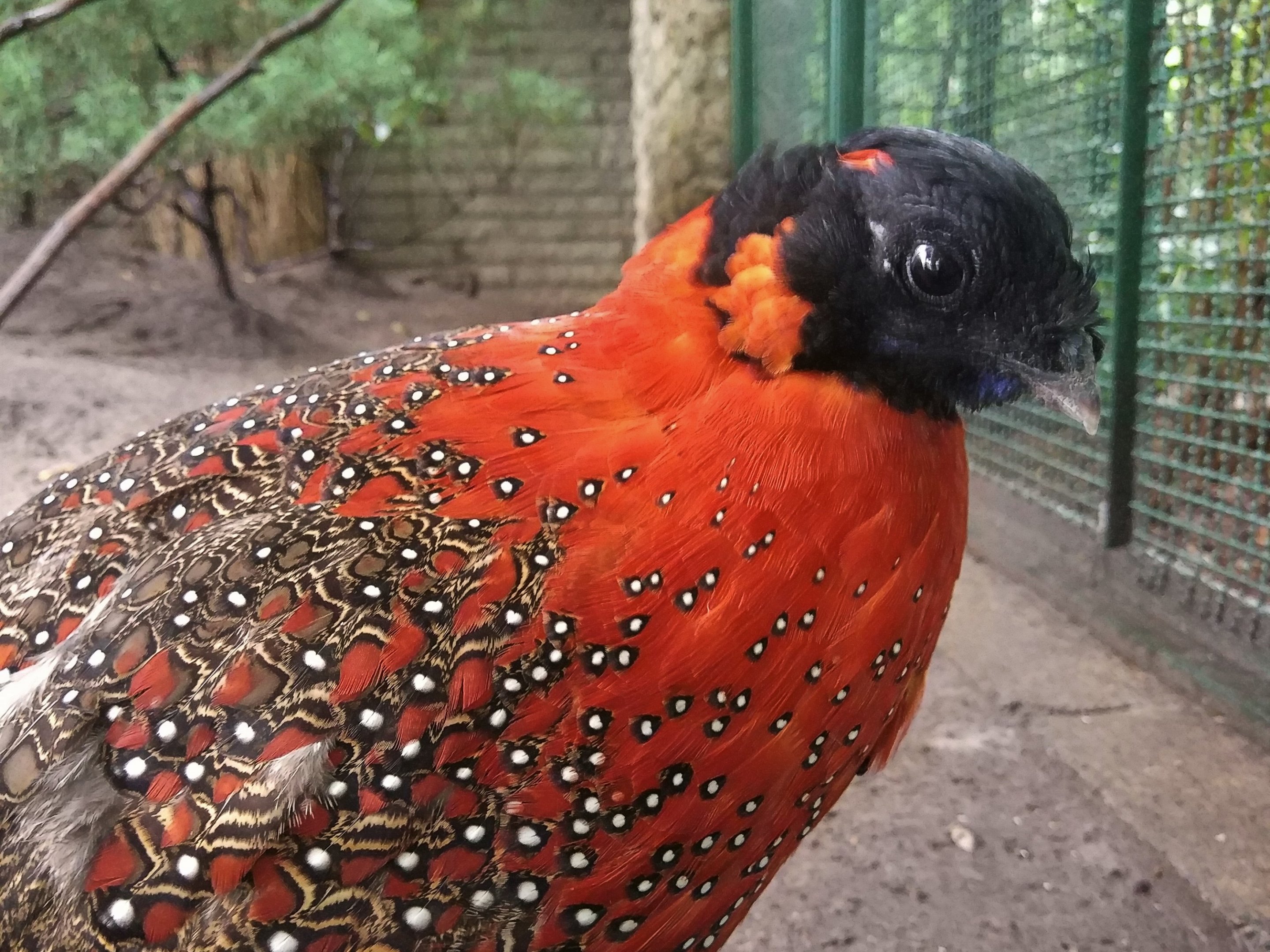 Satyr Tragopan