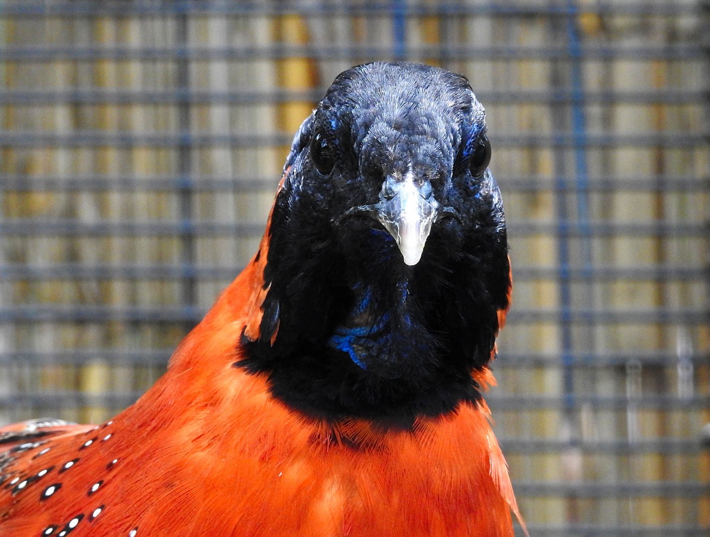 Satyr Tragopan