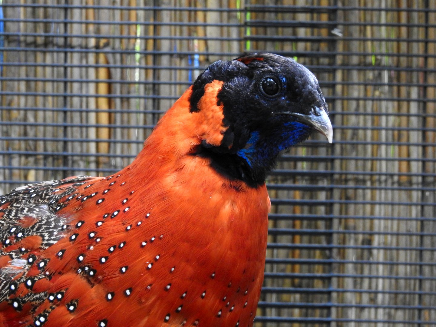 Satyr Tragopan