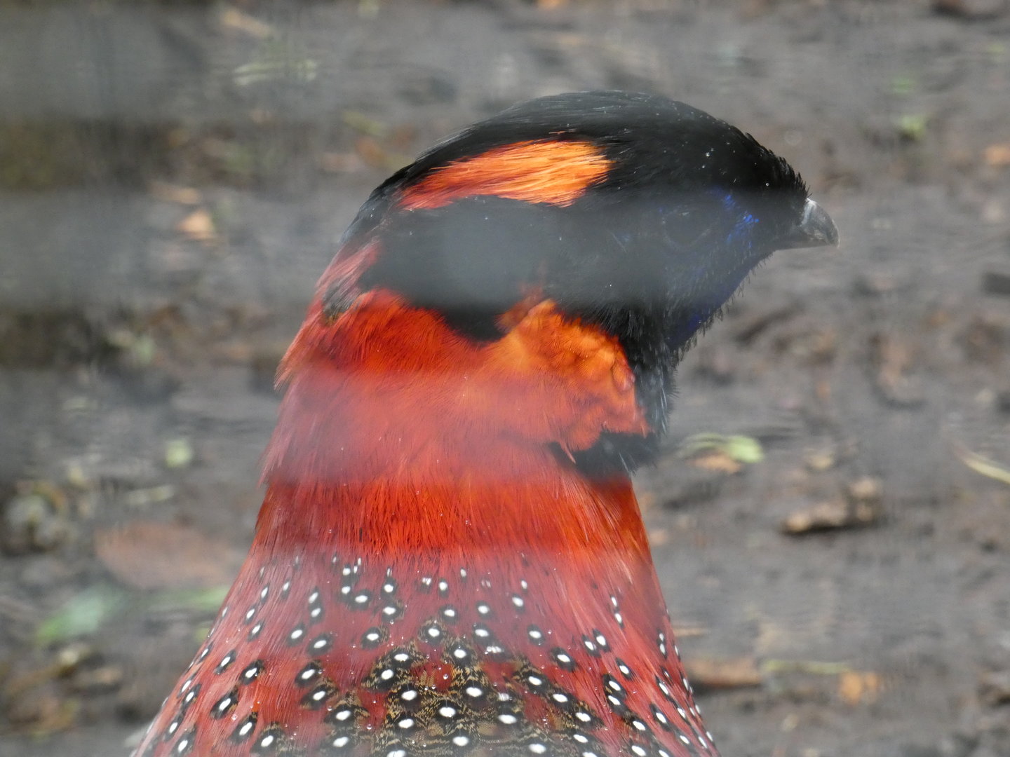 Satyr tragopan