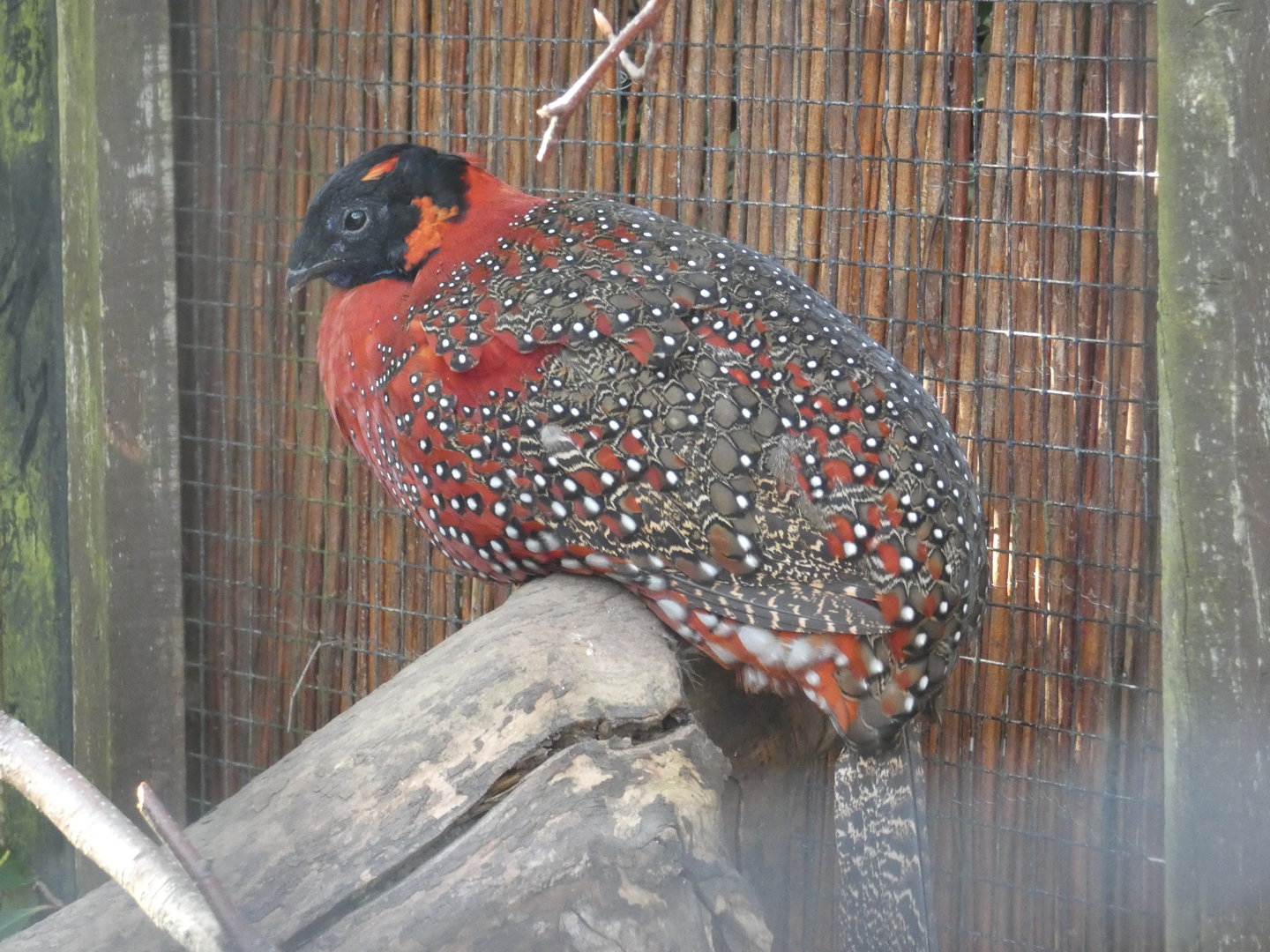 Satyr tragopan
