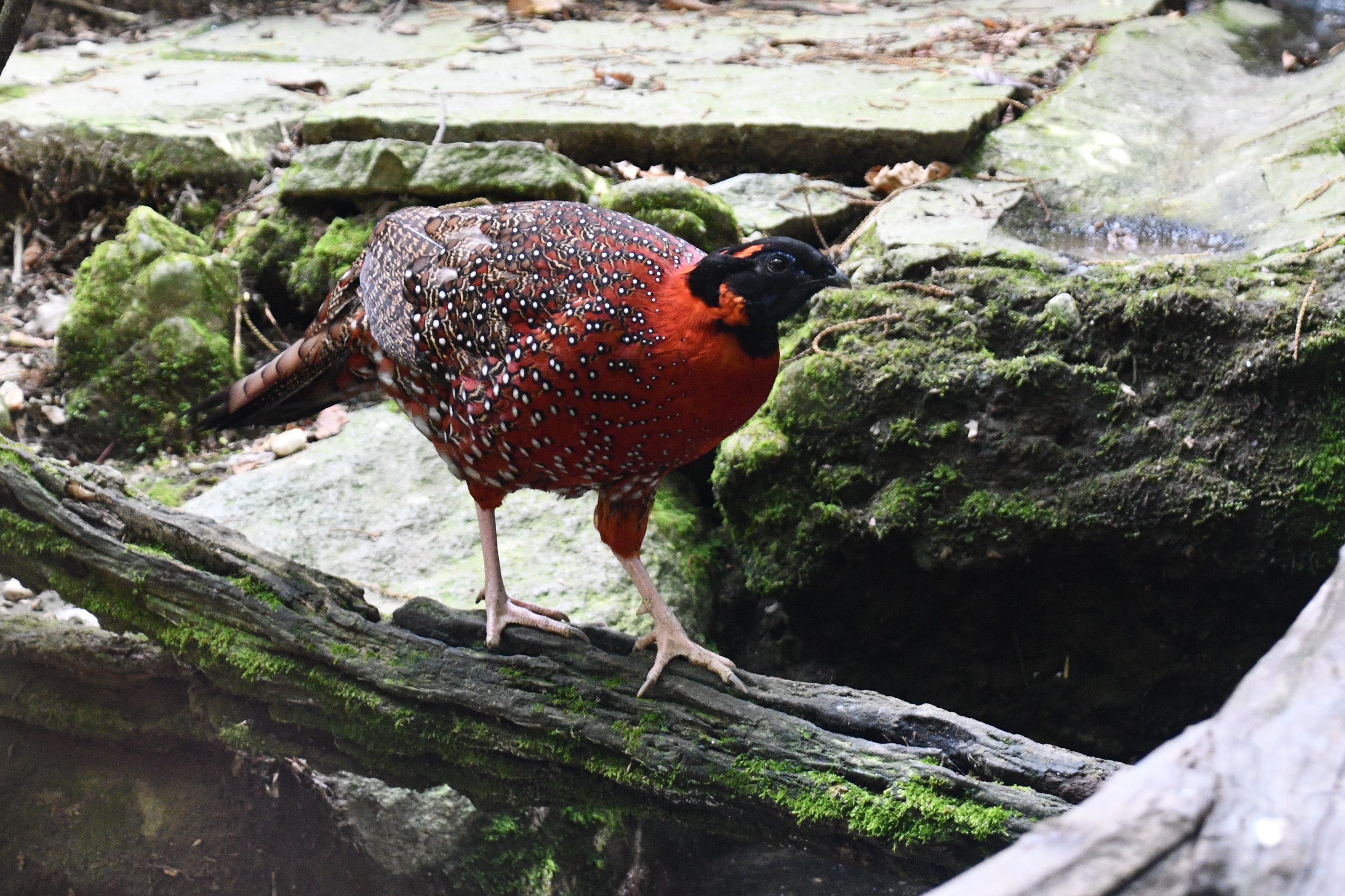 Satyr Tragopan