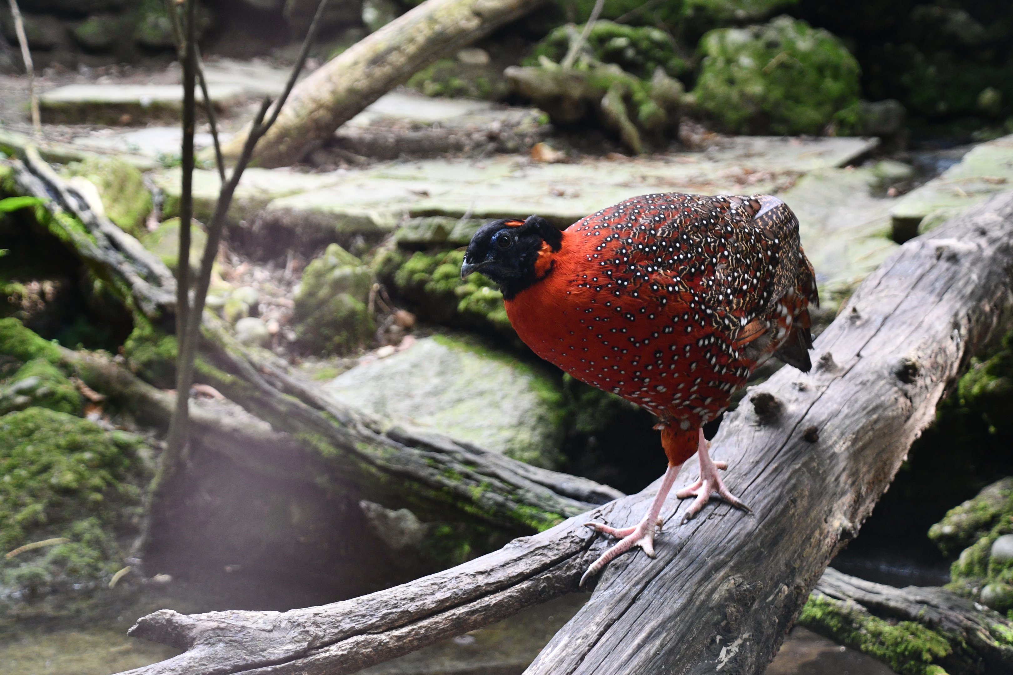 Satyr Tragopan