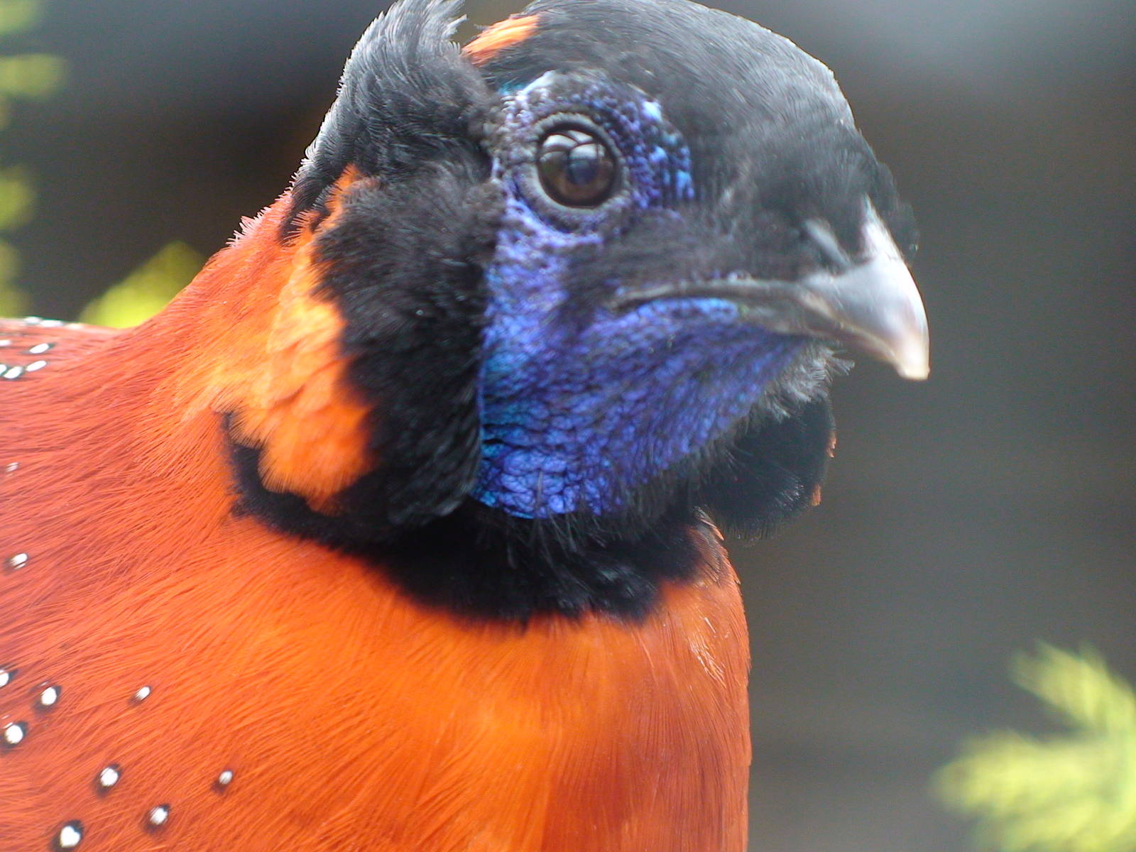 Satyr tragopan