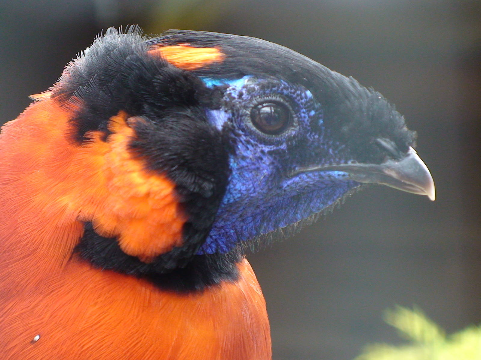 Satyr tragopan
