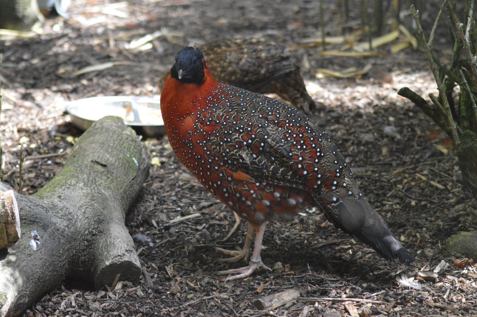 Satyr tragopans
