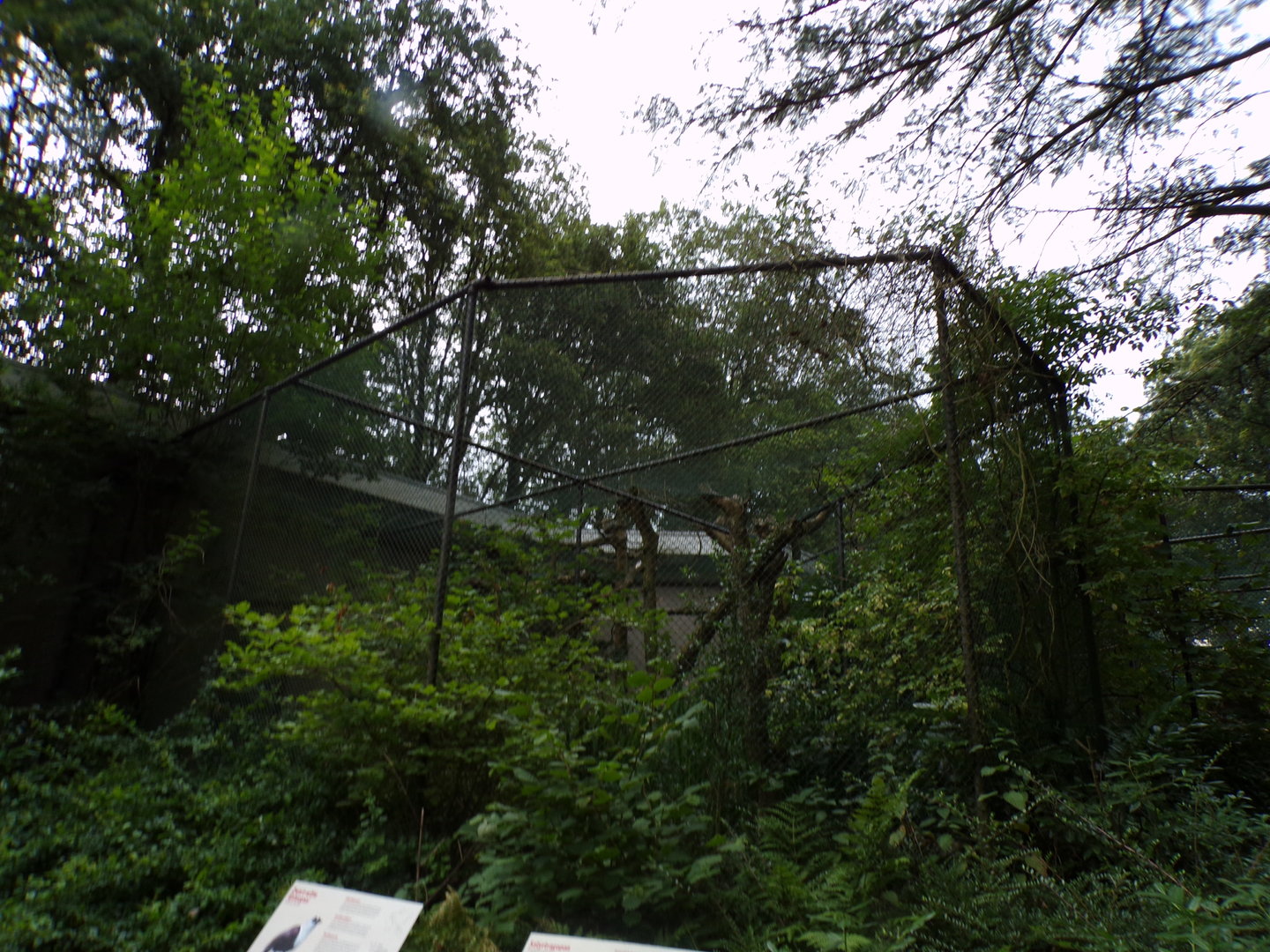 Satyr trogopan and Sumatran laughingthrush cage 6.7.23