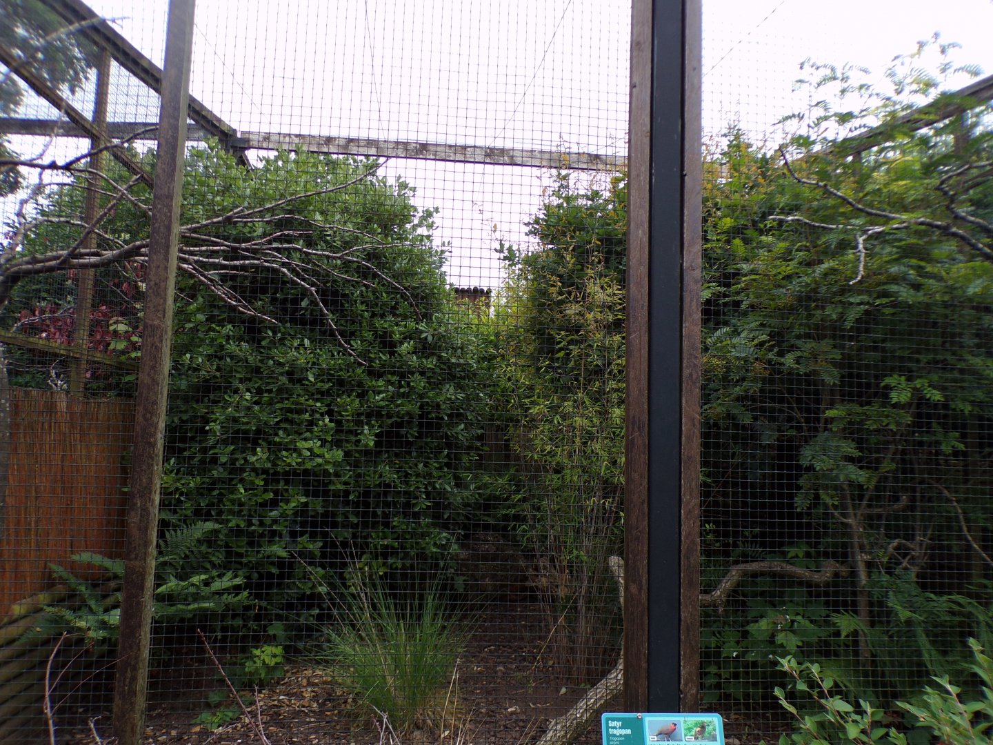 Satyr trogopan aviary 29.6.24