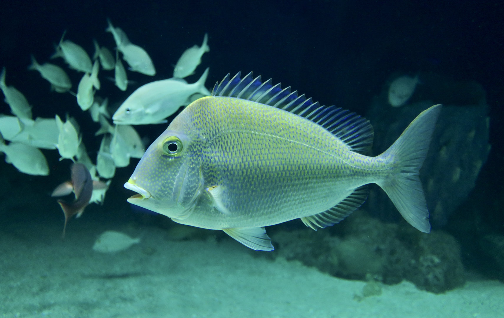 Saucereye Porgy (Calamus calamus)