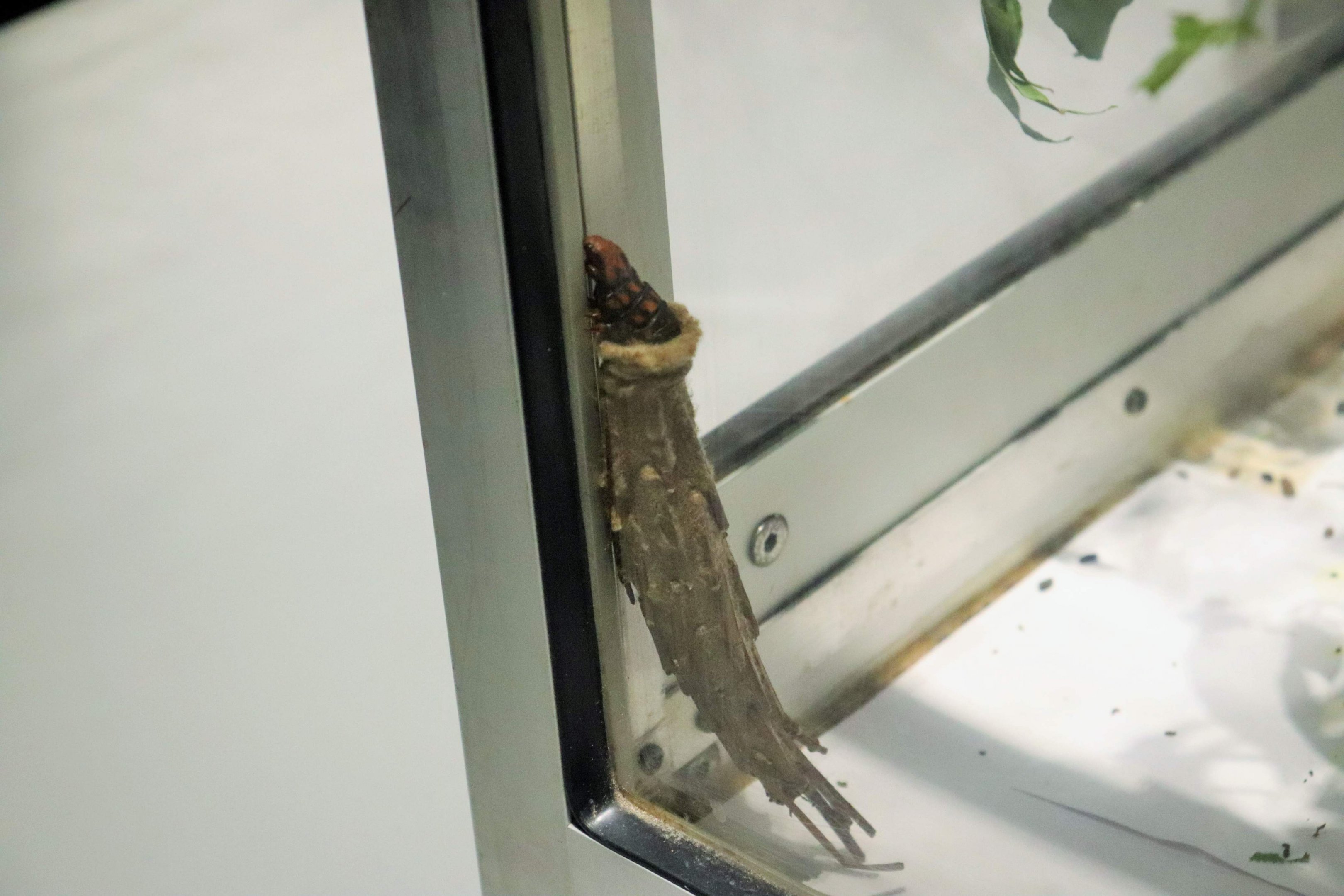 Saunder's Case Moth (Metura elongatus)