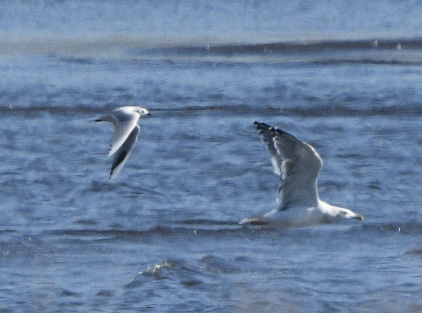 Saunder's Gull and Vega Gull ~ Kasai Rinkai Park