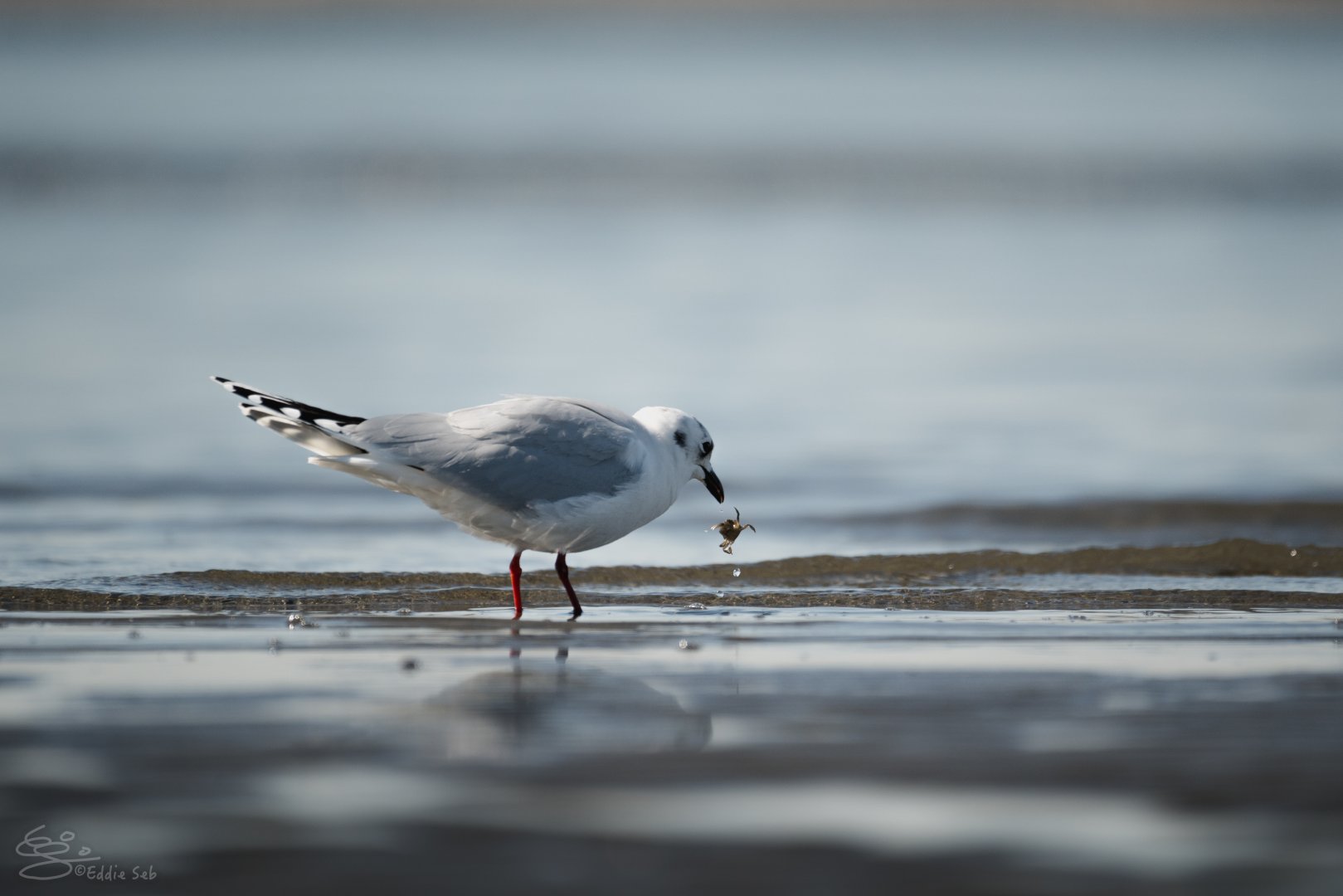 Saunder's Gull having a little snack