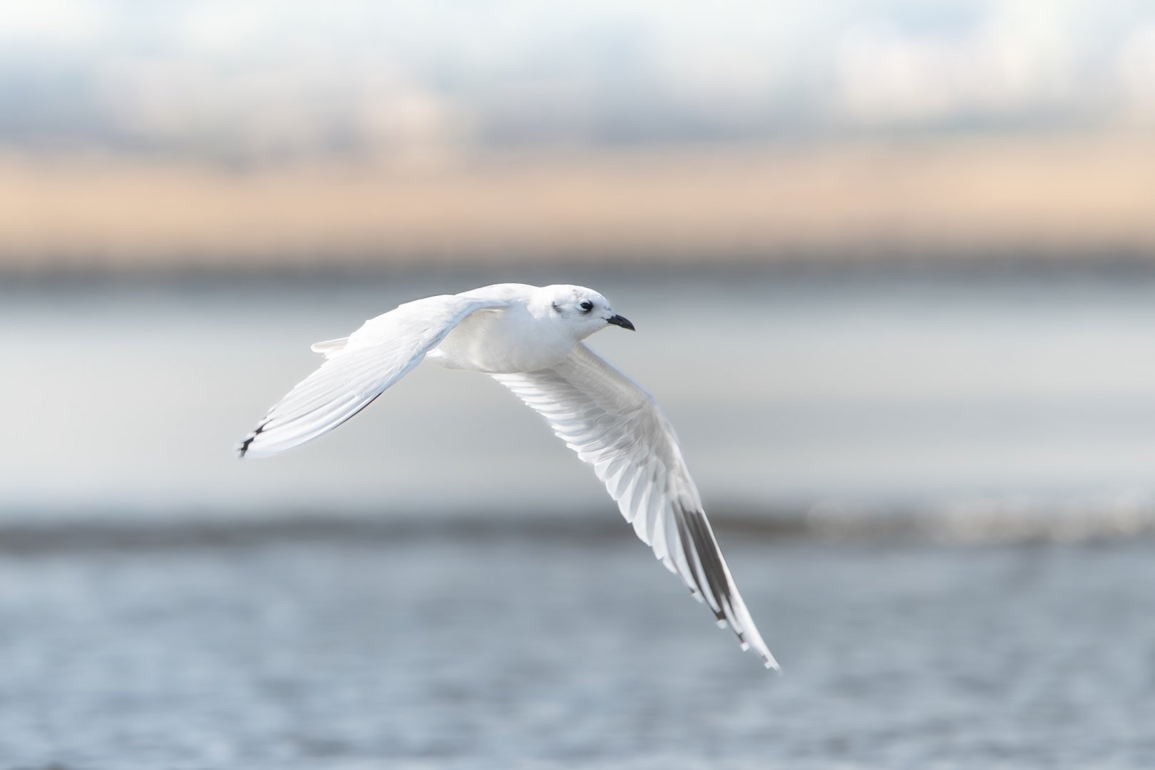 Saunders Gull ~ Kasai Rinkai Park