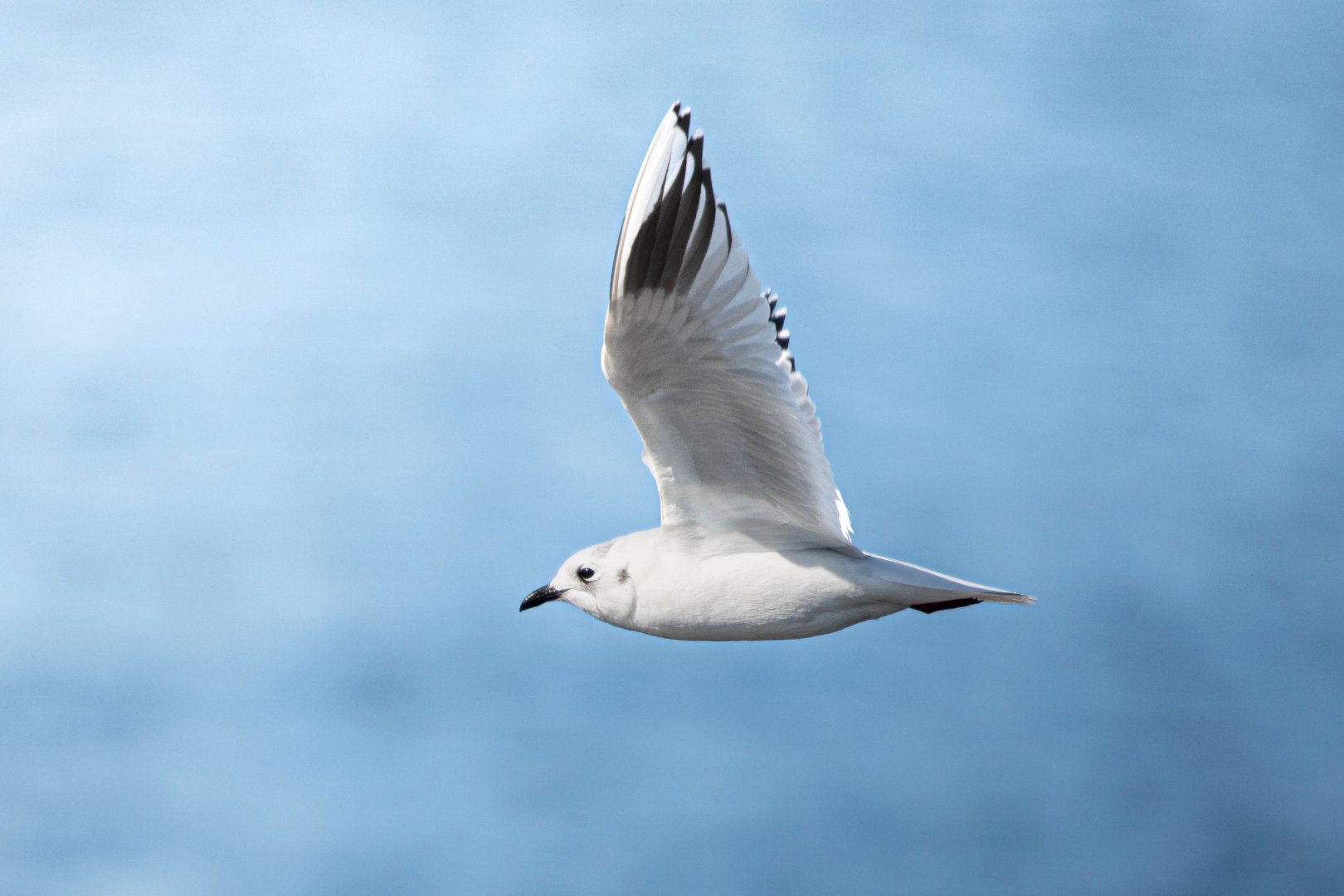 Saunders Gull ~ Kasai Rinkai Park