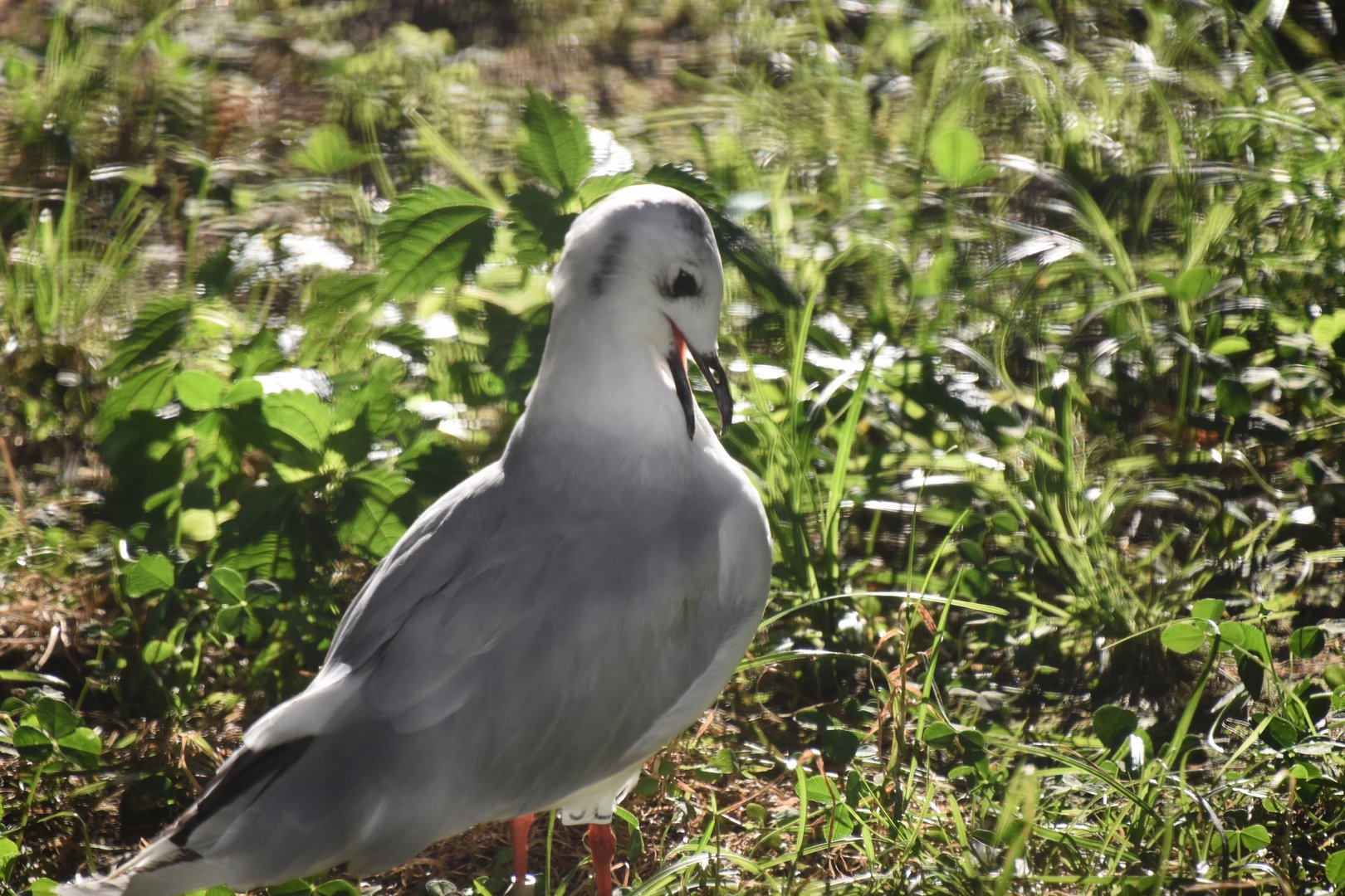Saunders's gull, Saundersilarus saundersi