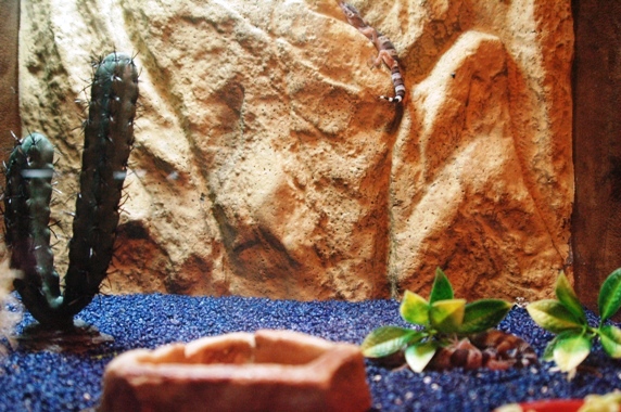 Sauria Jan-2009 (Reptilezoo in Delft)