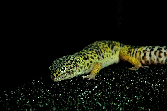 Sauria Jan-2009 (Reptilezoo in Delft)