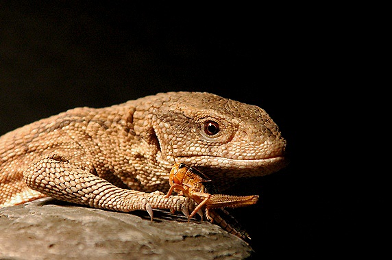 Sauria Jan-2009 (Reptilezoo in Delft)