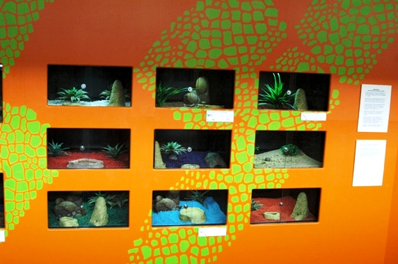 Sauria Jan-2009 (Reptilezoo in Delft)