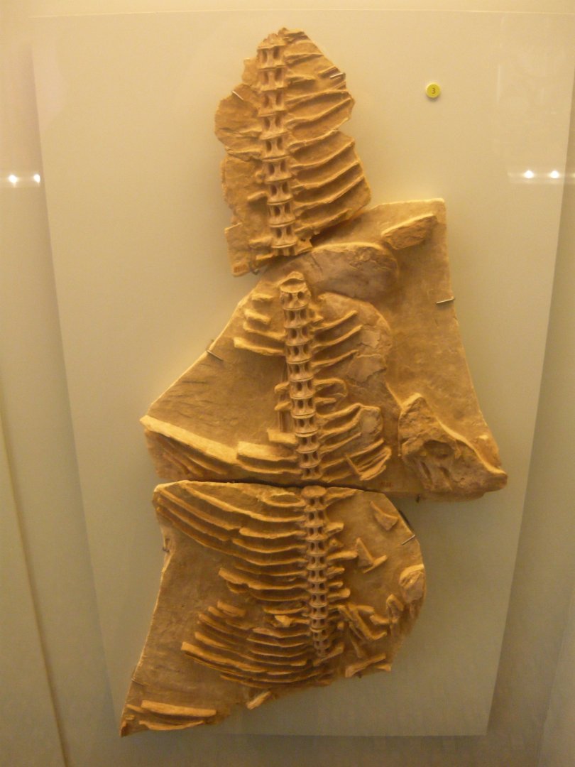 Saurocephalus intermedius