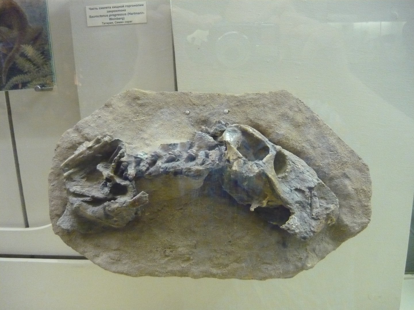 Sauroctonus progressus partial skeleton
