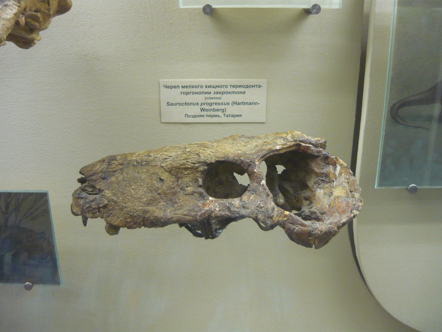 Sauroctonus progressus skull (cast)
