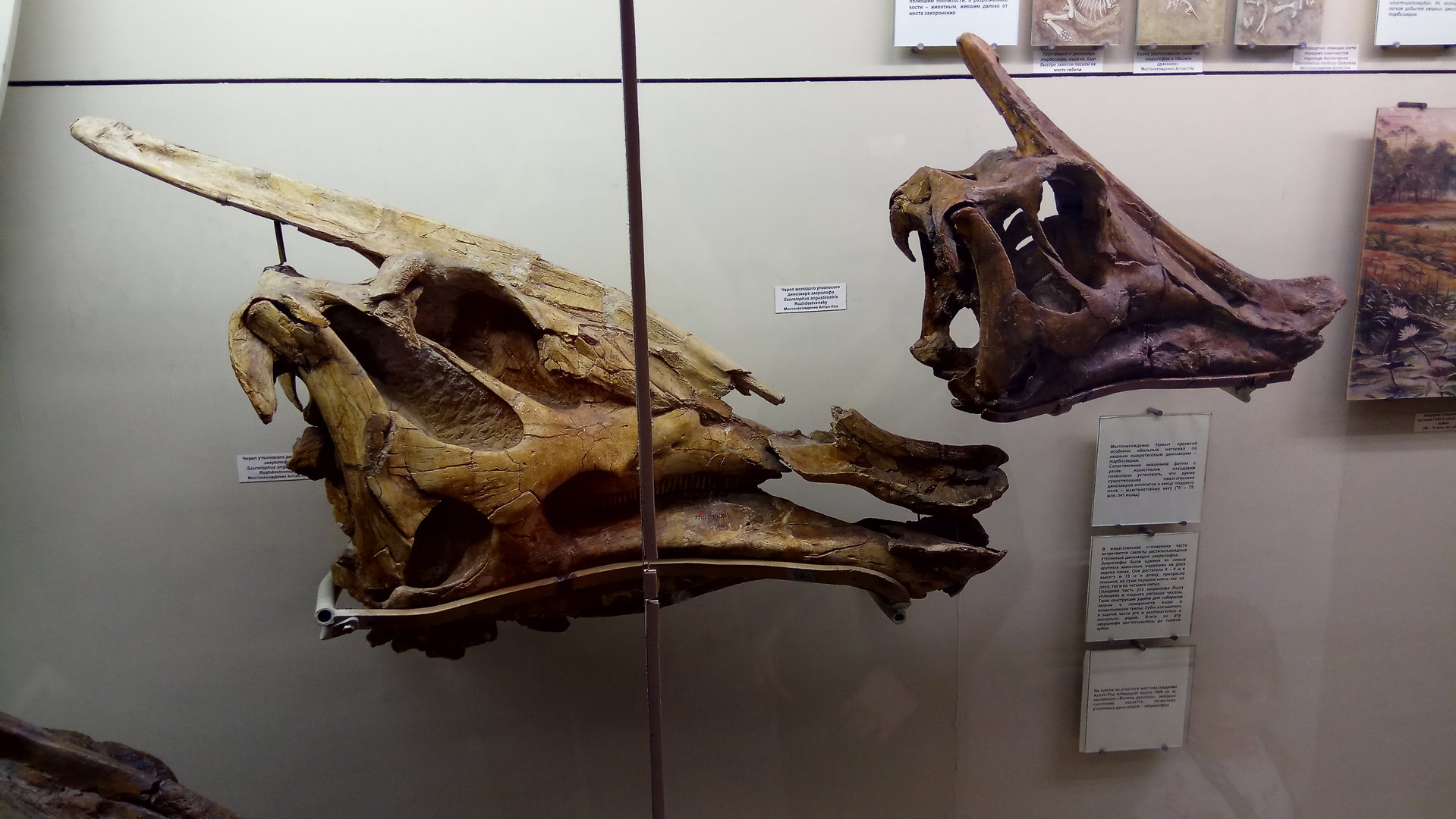 Saurolophus angustirostris skulls
