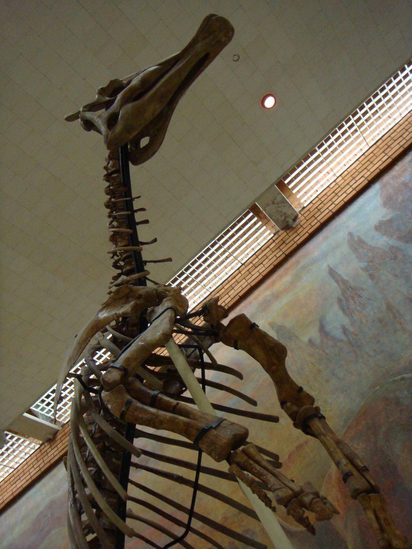 Saurolophus angustirostris