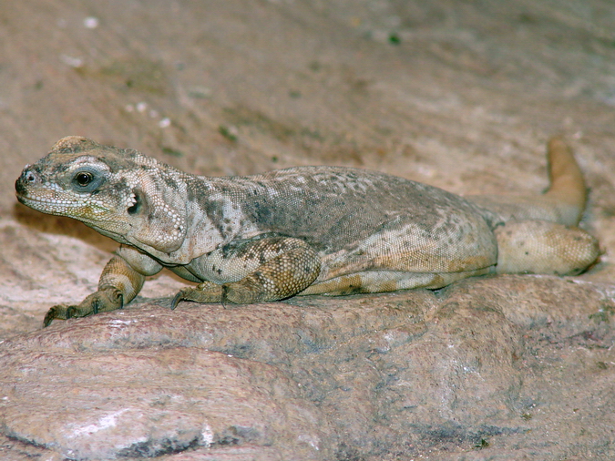 Sauromalus obesus / Chuckwalla