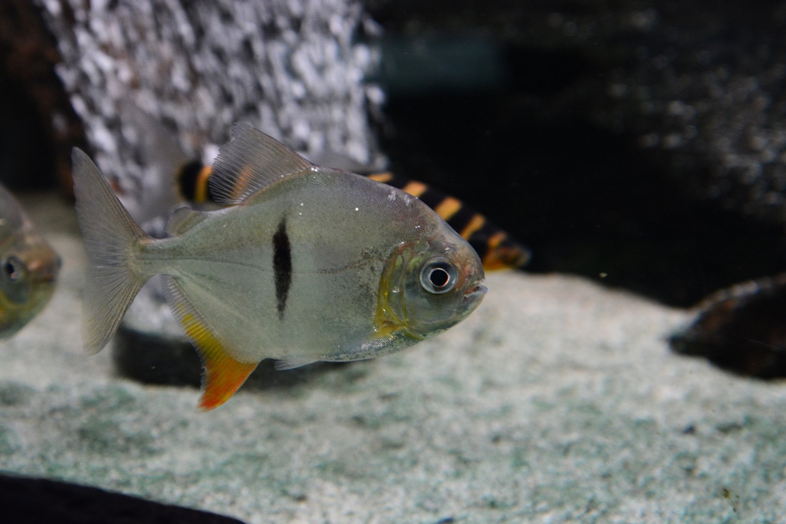 Sauron disk tetra (Myloplus sauron)