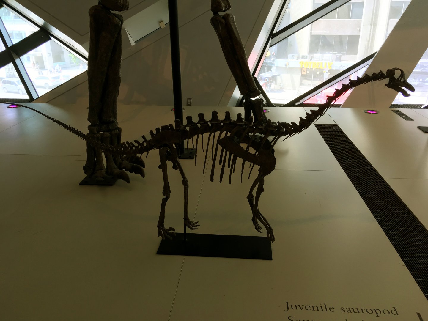 Sauropod Juvenile