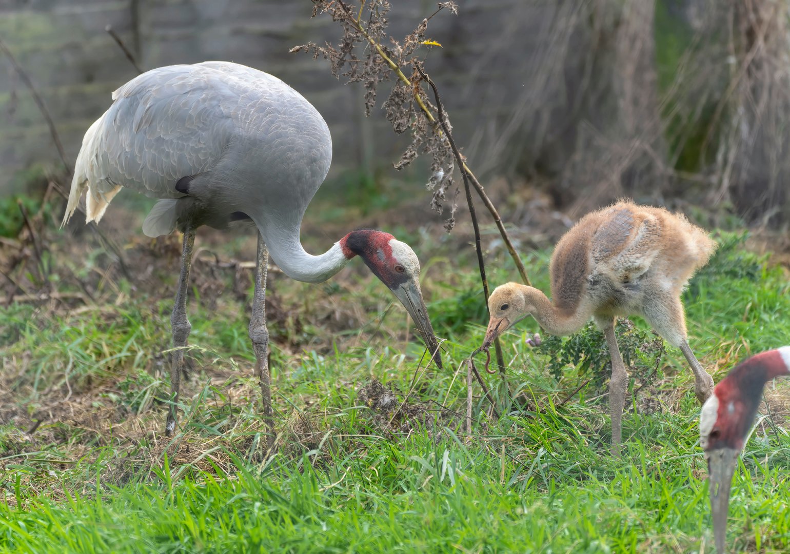 Saurus crane and chick, Hamerton, UK