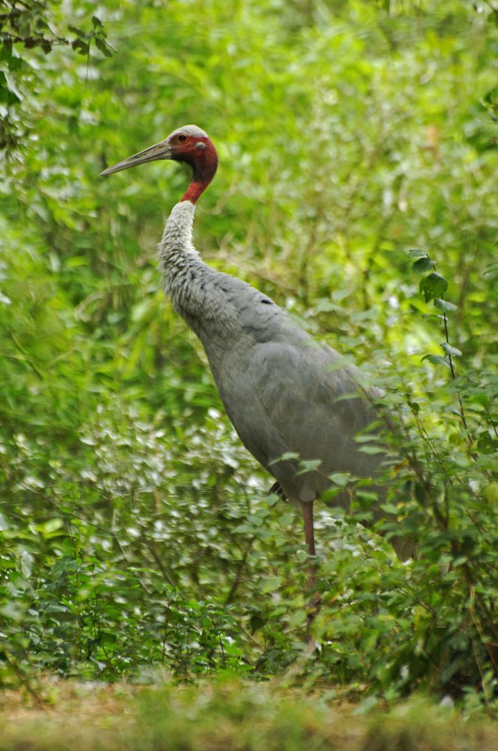 Saurus crane (Antigone antigone)