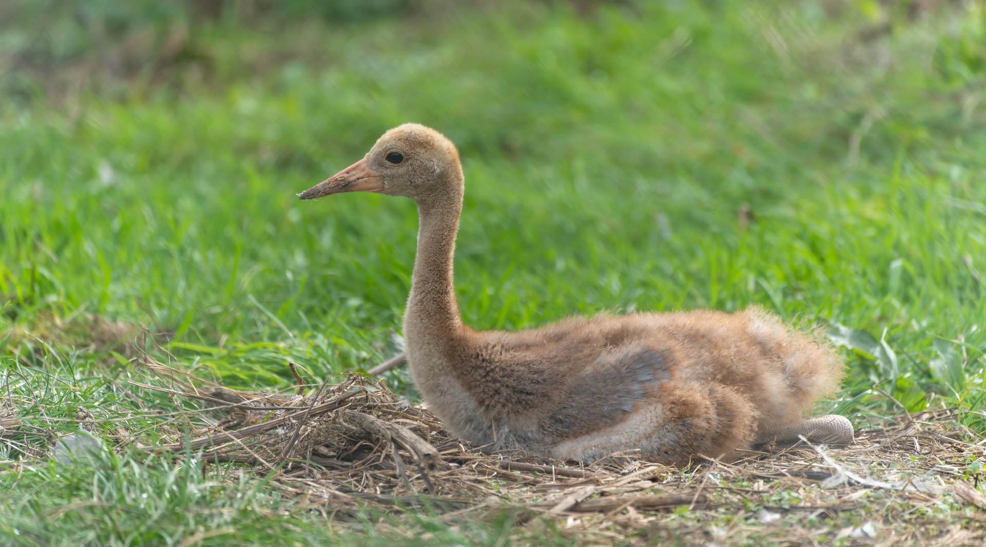 Saurus crane chick, Hamerton, UK
